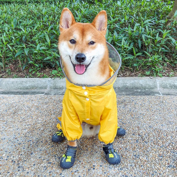 Pet Dog Raincoat Four Feet Waterproof PetS Articles Clothing Spring Suitable For Rainy Days From  - L