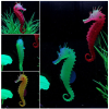 Artificial  Sea Hors...